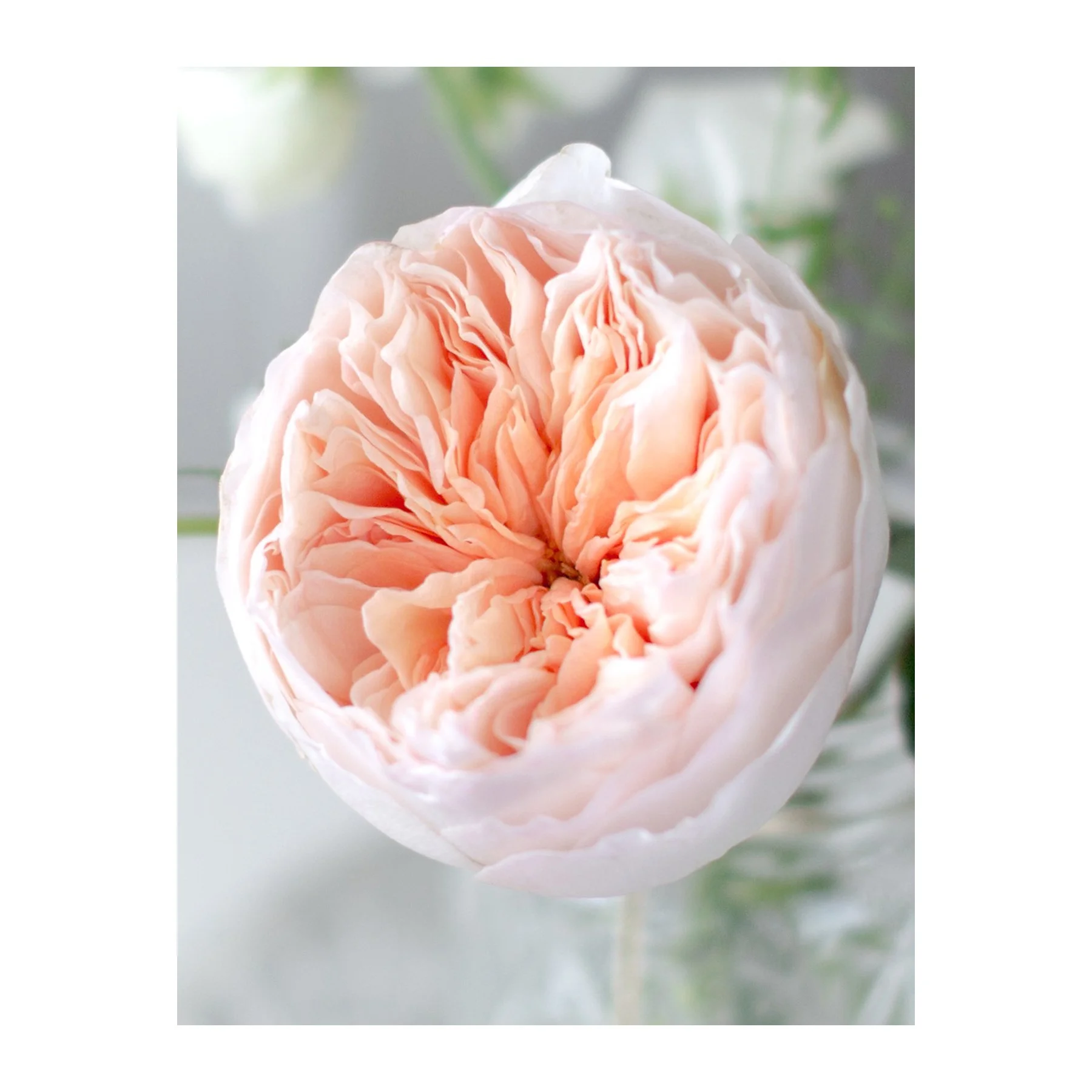 Close-up of a soft peach-colored peony flower in bloom with ruffled petals.