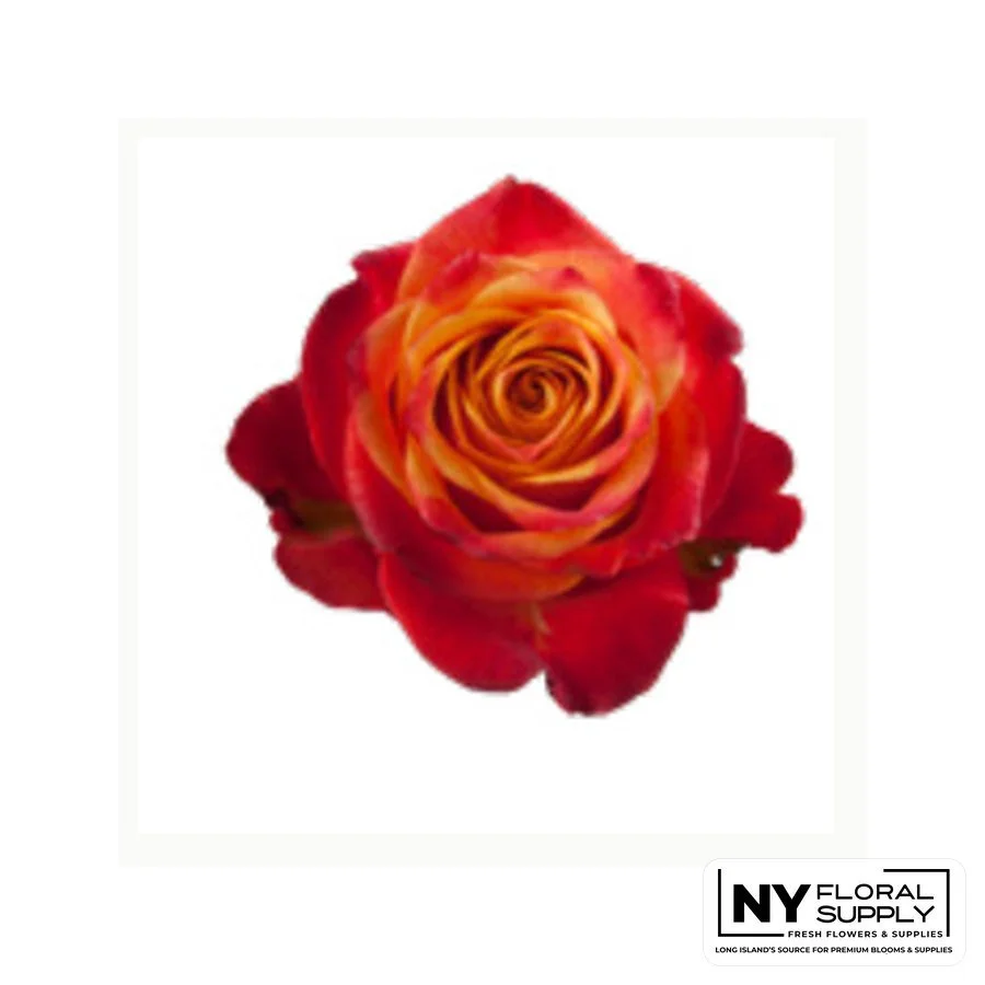 Atomic rose