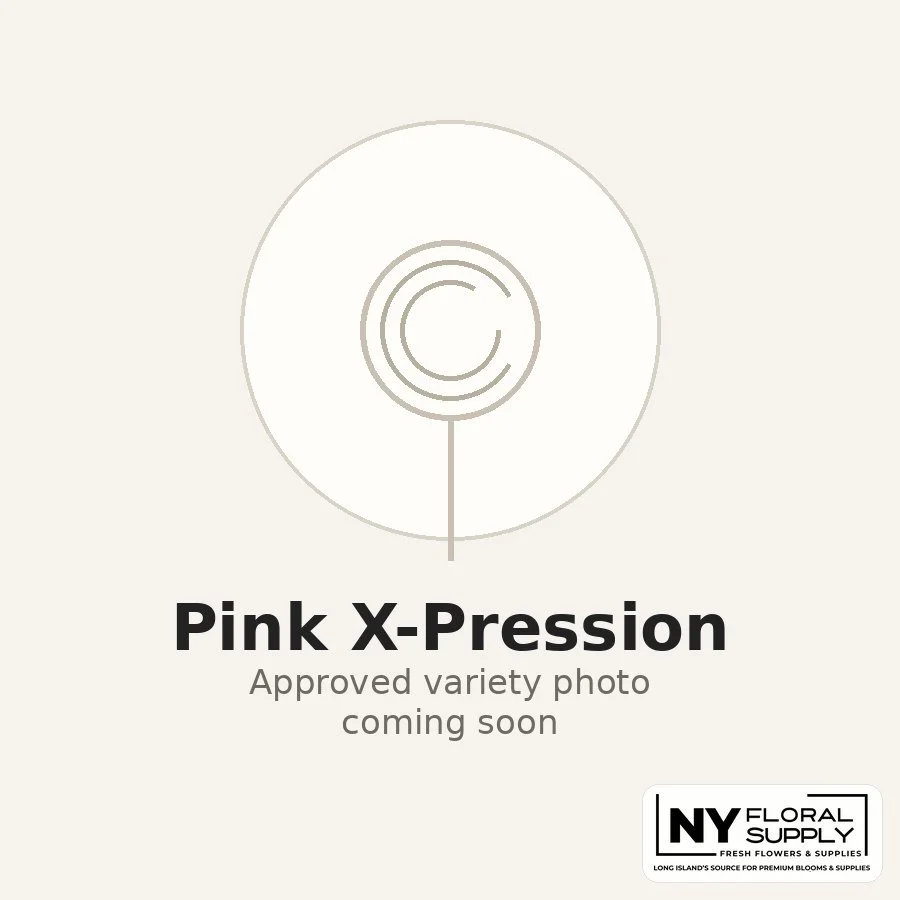 pink-x-pression.jpg
