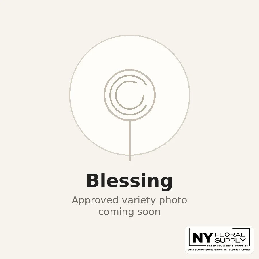 blessing.jpg