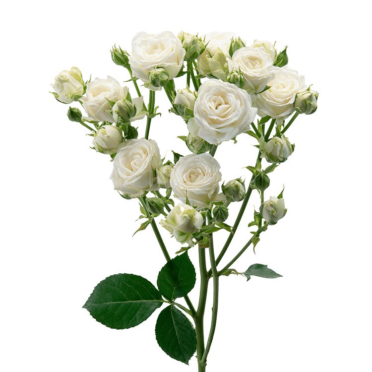 A bouquet of white roses and buds with green leaves on a white background.