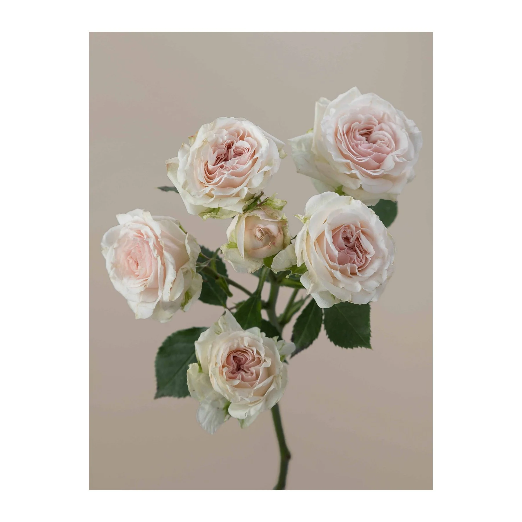 A bouquet of pale pink and white roses with green leaves against a light beige background.