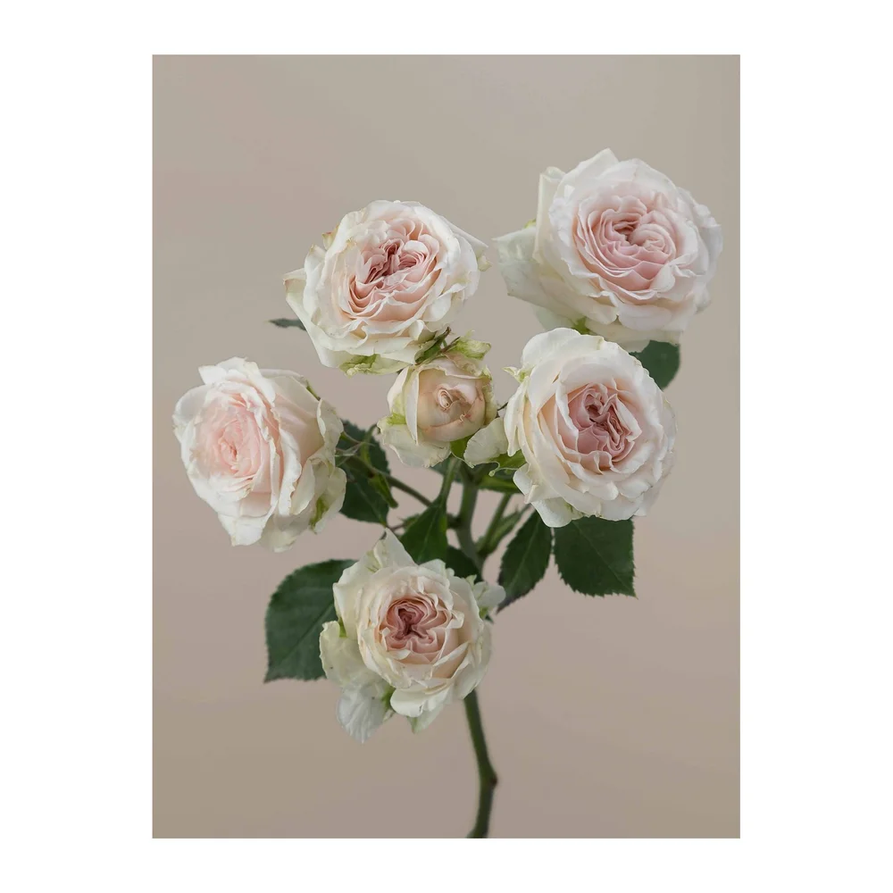 Be True rose