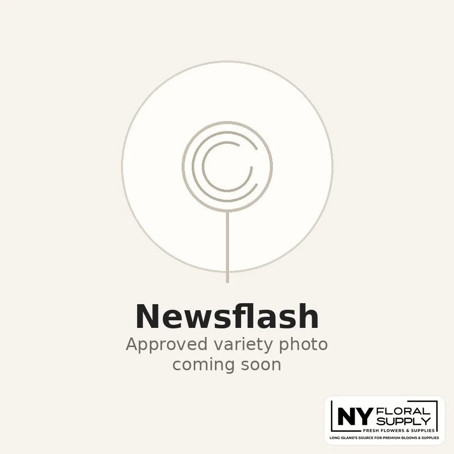 newsflash.jpg