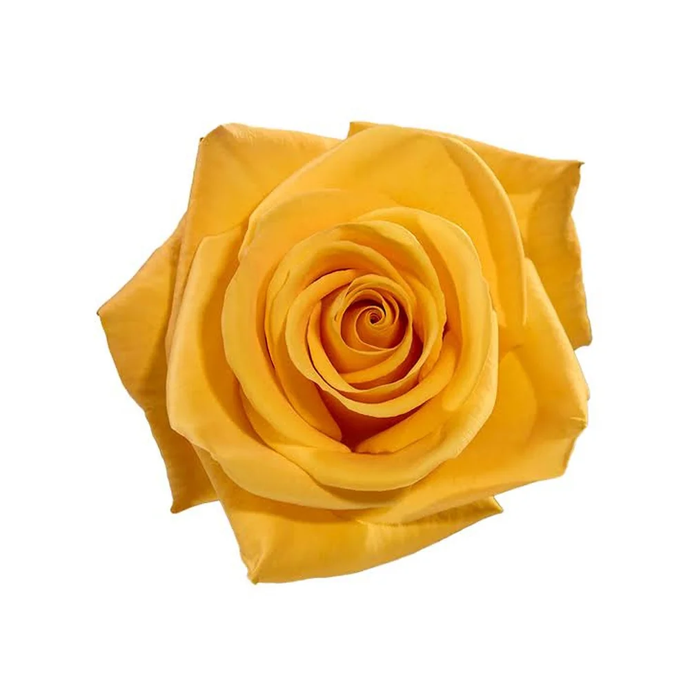 Bumblebee rose