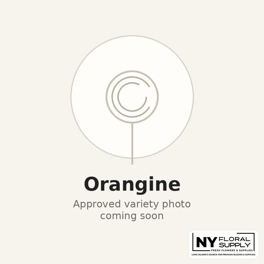 orangine.jpg