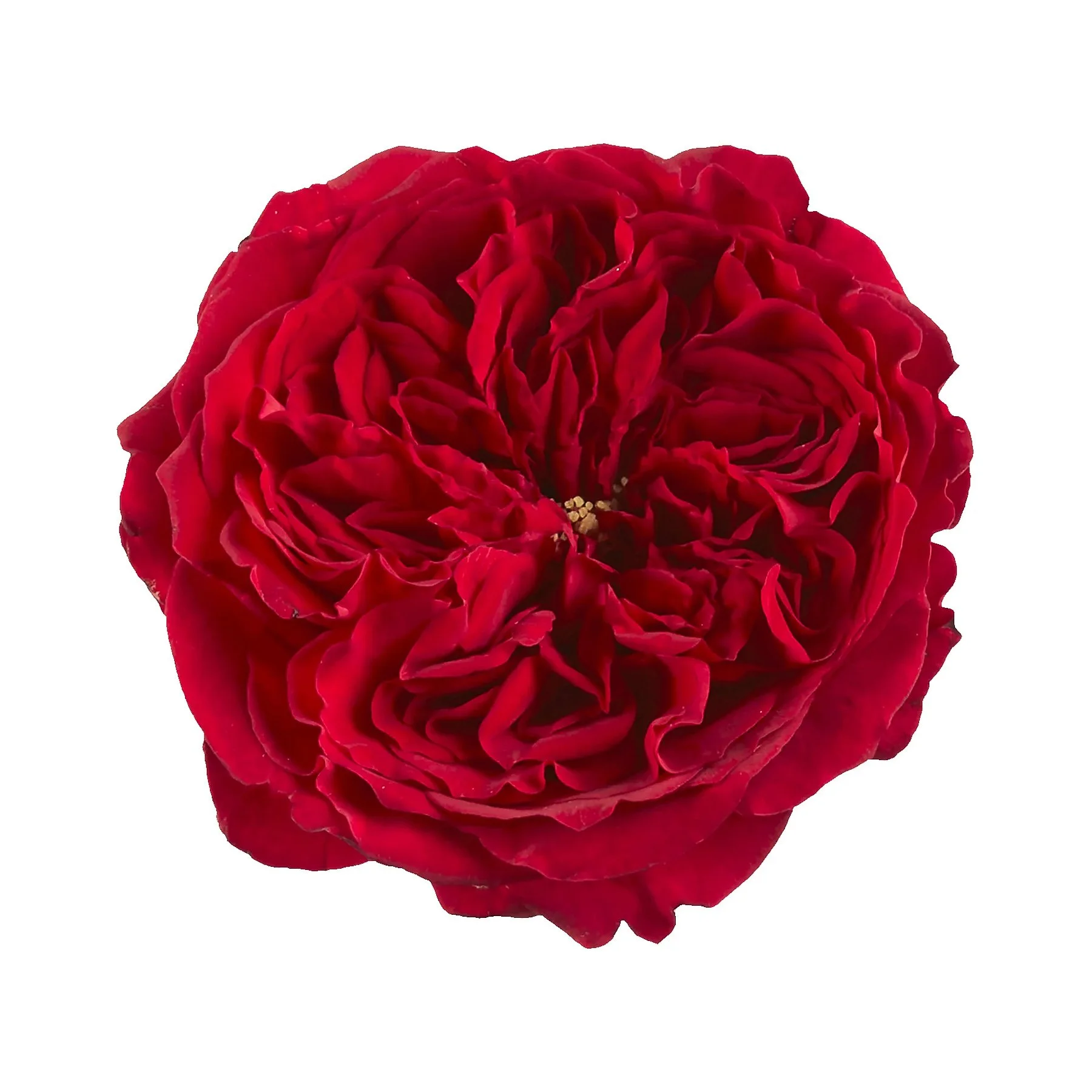 Close-up of a vibrant red rose with ruffled petals and yellow stamens at the center, isolated on a white background.