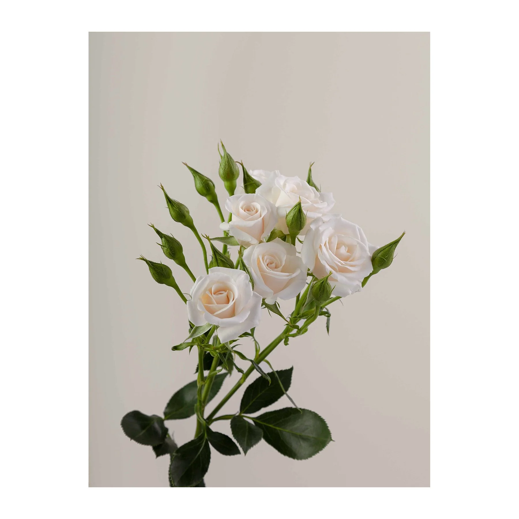 A bouquet of white roses with green buds and leaves against a neutral background.