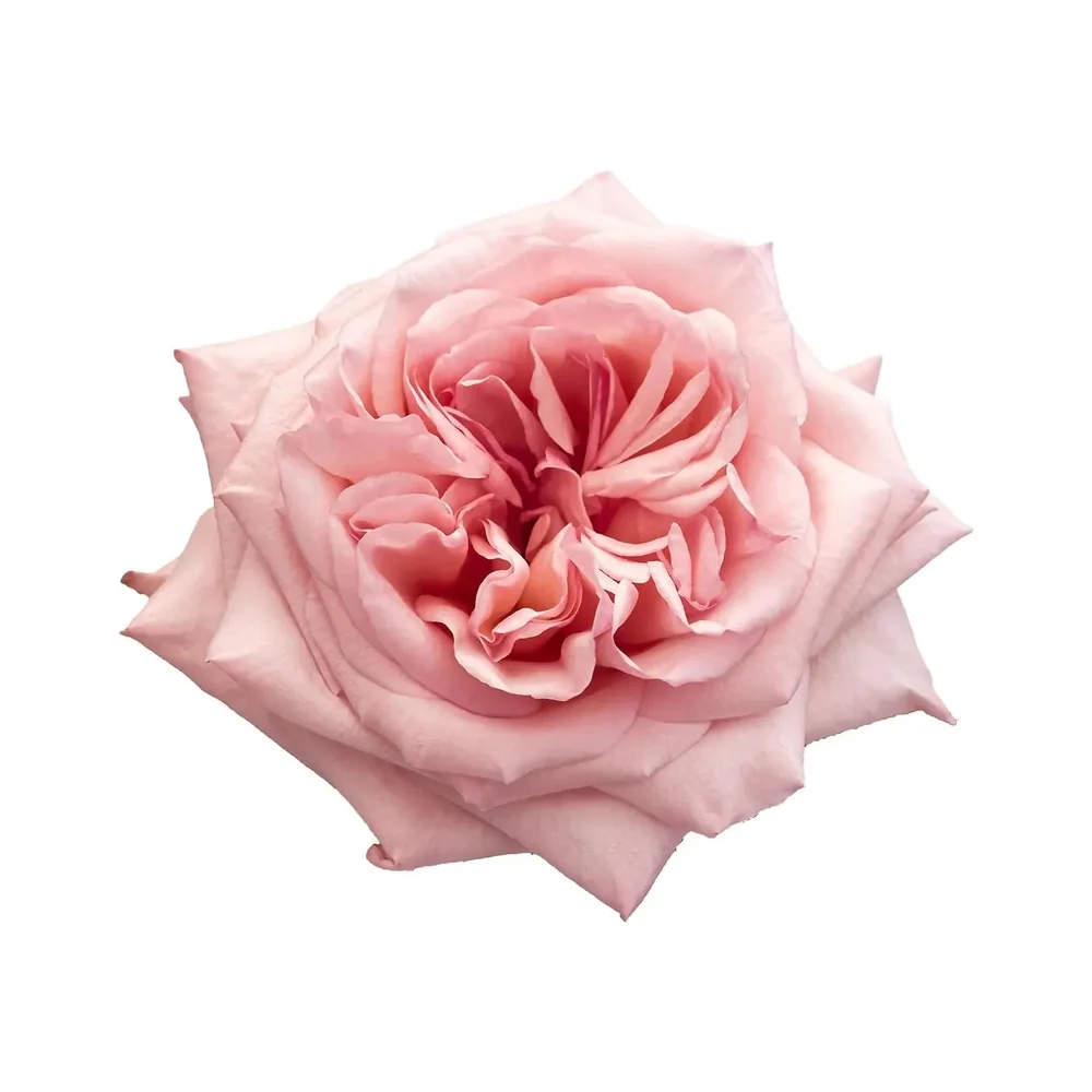 Pink O'Hara rose