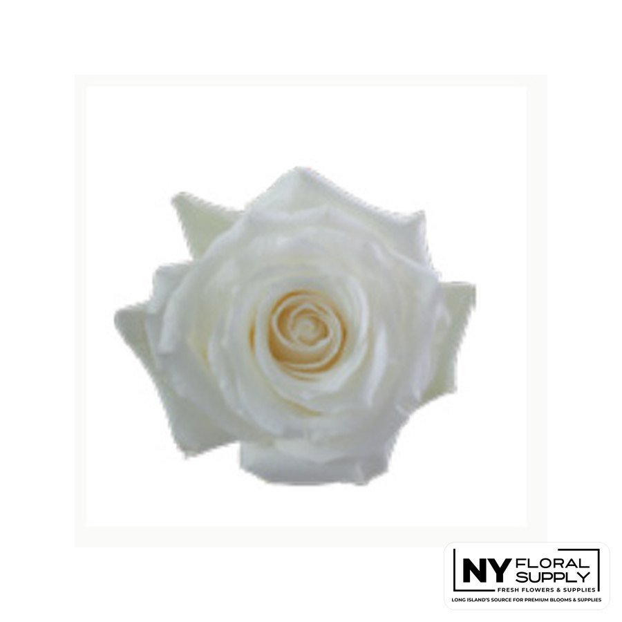 Proud rose