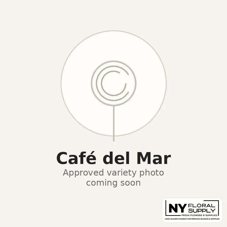 cafe-del-mar.jpg