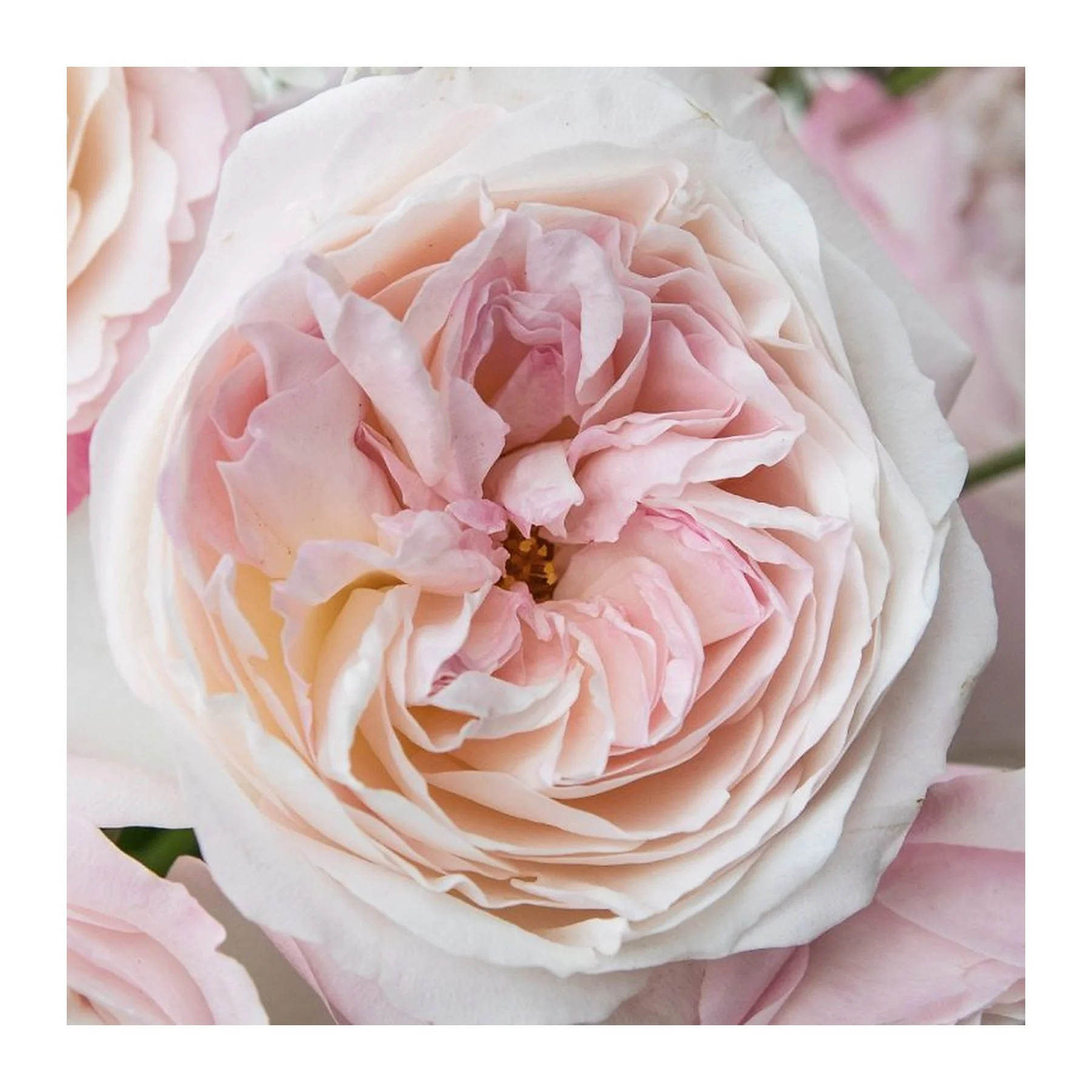 Close-up of a pale pink and white rose with intricate petals.