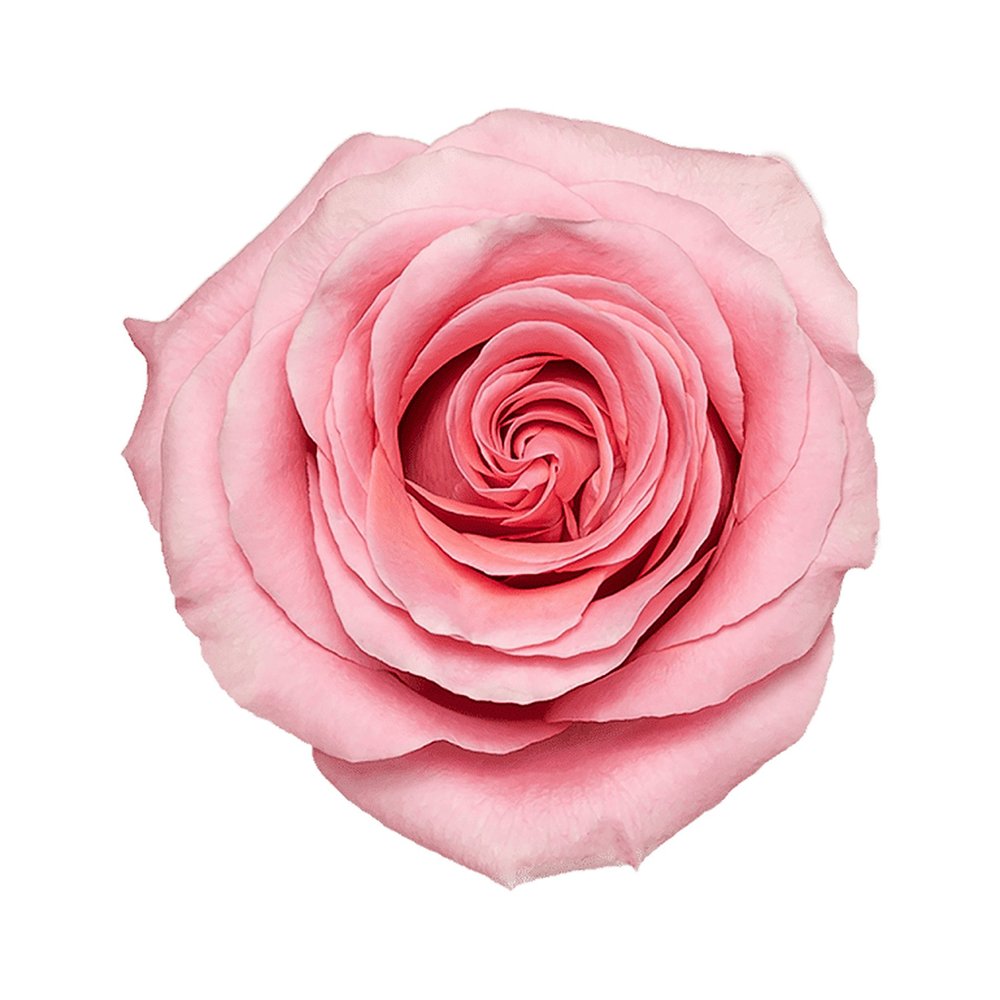 Saga rose
