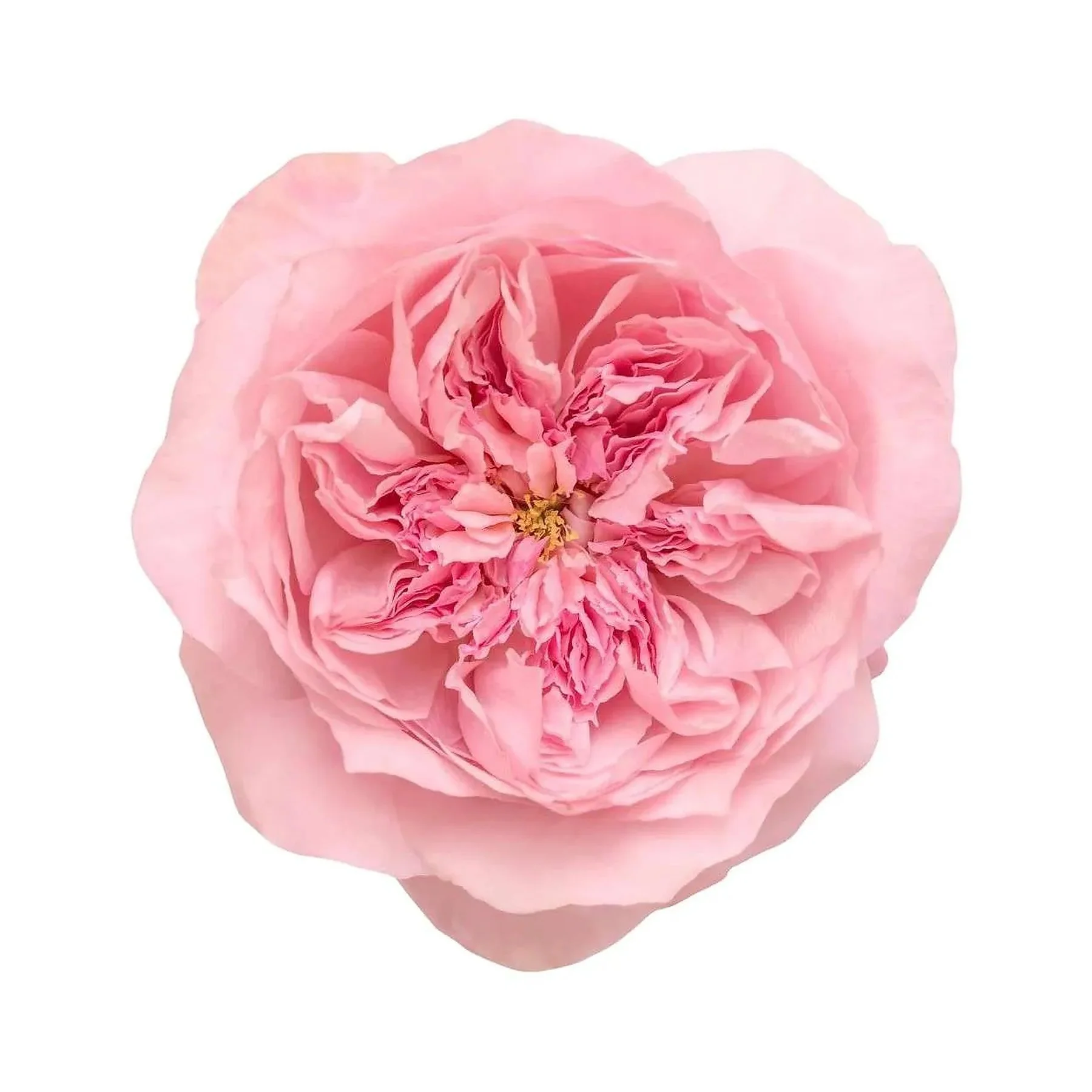 Close-up of a soft pink peony flower with layered petals and yellow center on a white background.