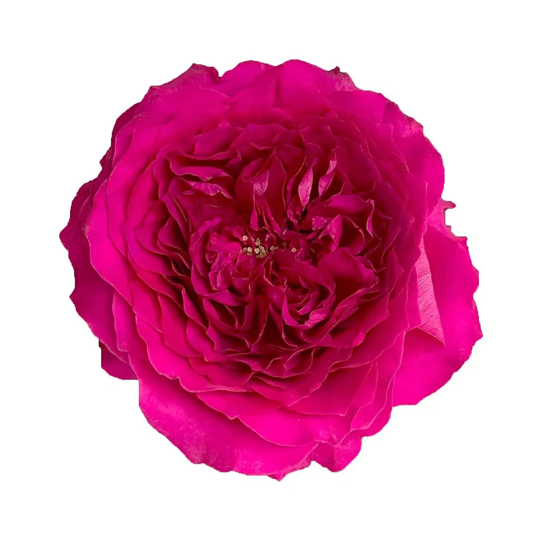 A close-up of a vibrant pink peony flower against a plain white background.