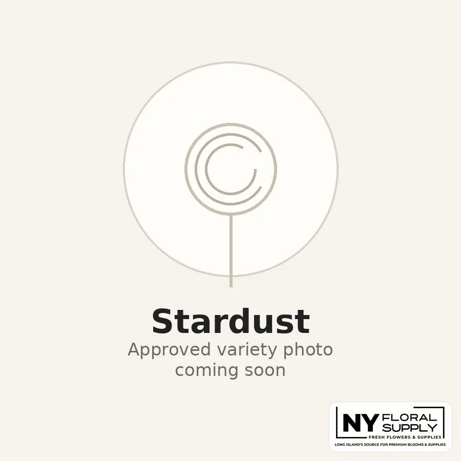 stardust.jpg