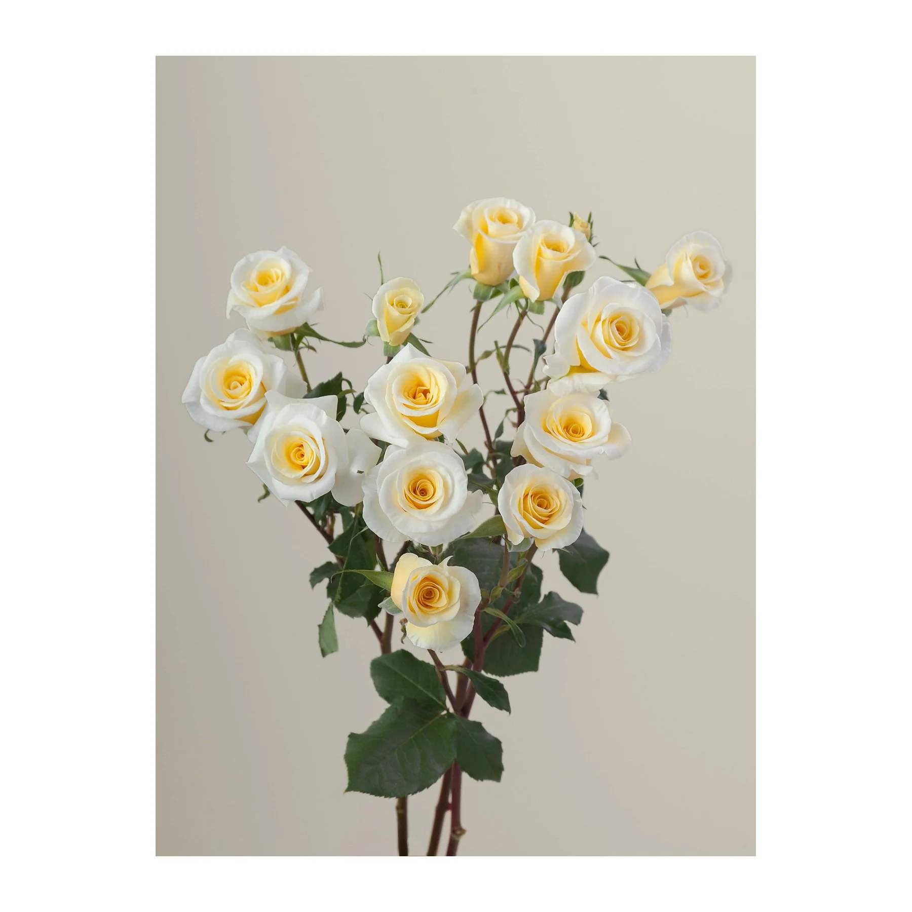 A bouquet of cream-colored roses on a stem with green leaves against a light gray background.
