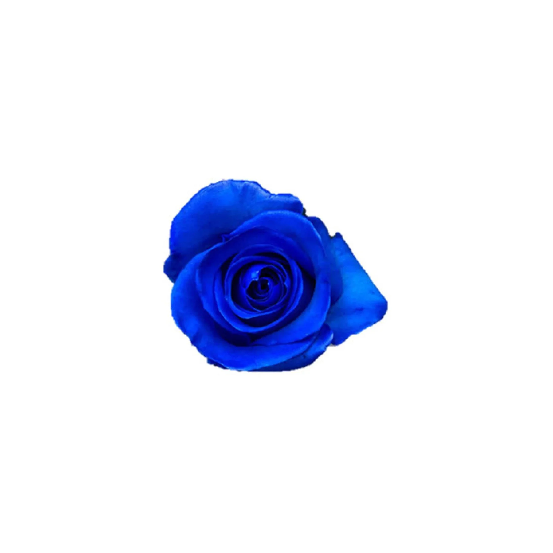 A vivid blue rose flower with detailed petals against a white background.