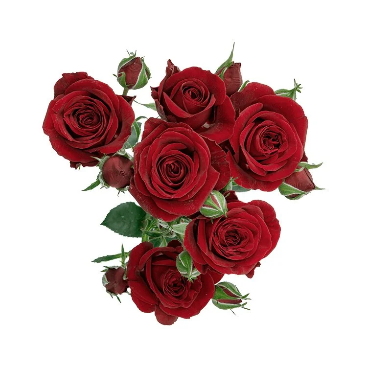 Cluster of red roses with green leaves on a white background
