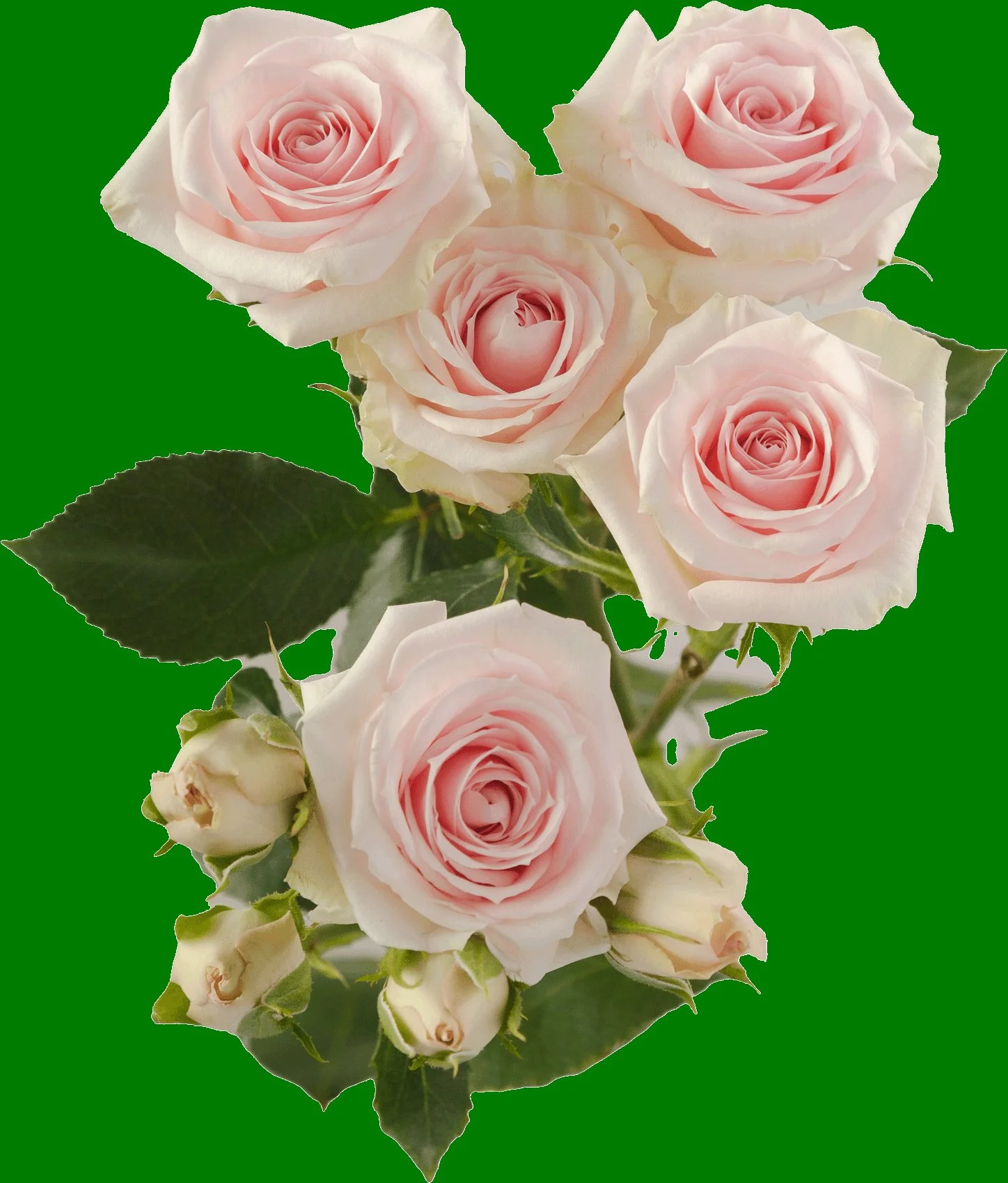A bouquet of pale pink roses with green leaves against a green background.
