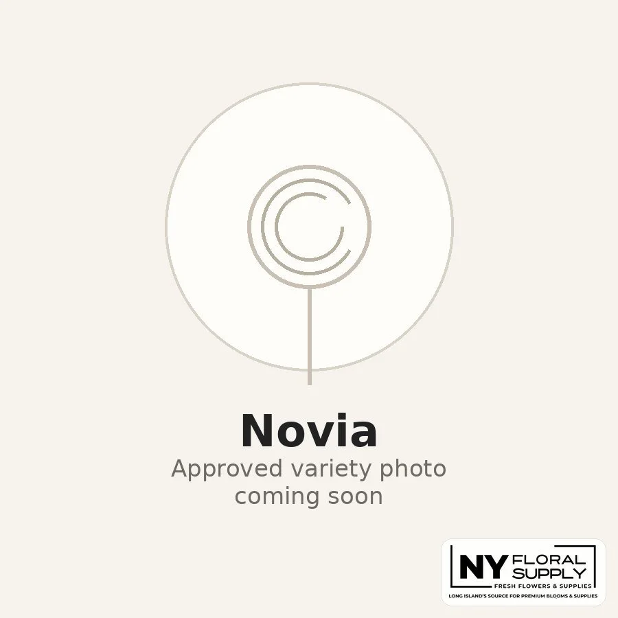 novia.jpg