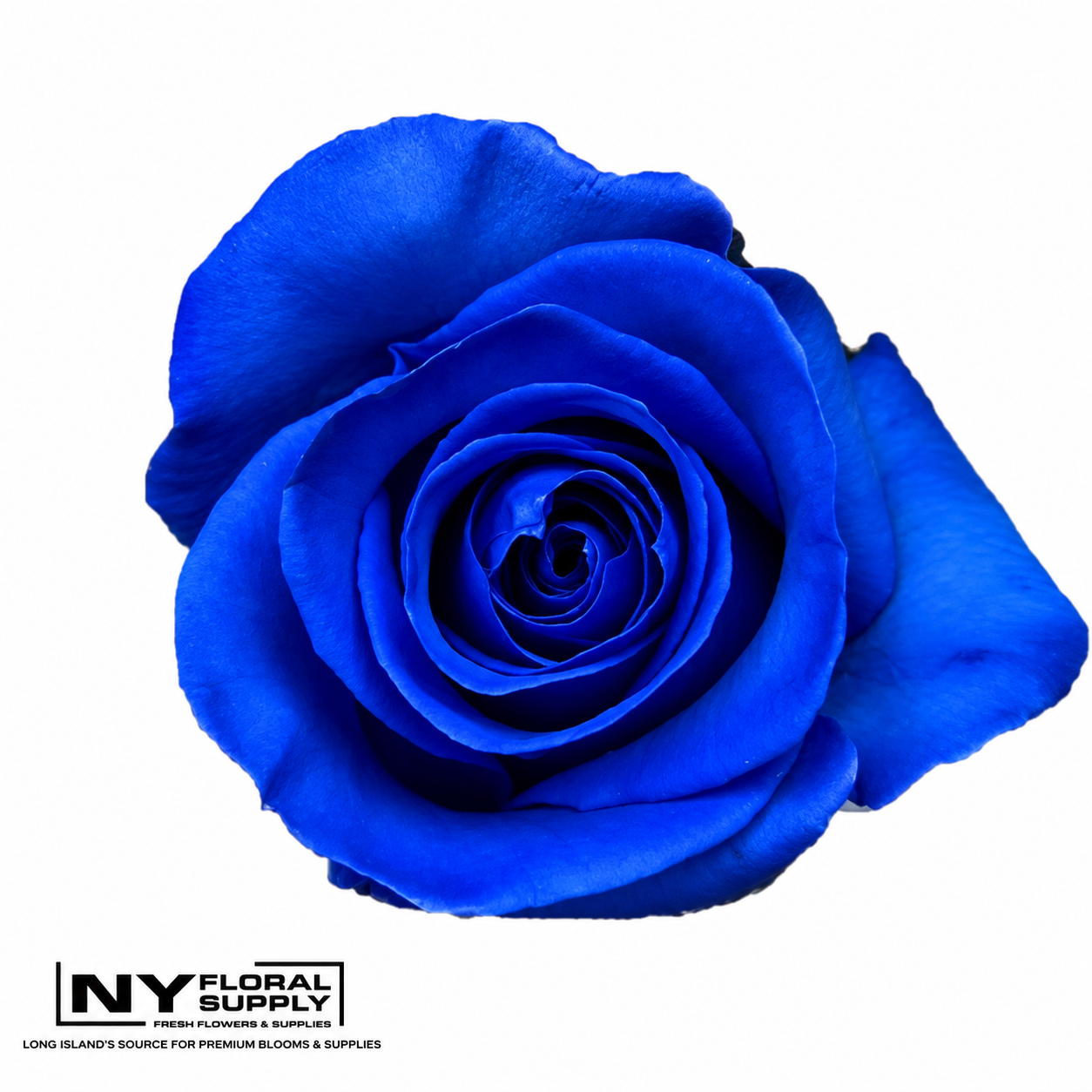 Close-up of a vibrant blue rose against a white background, with a NY Floral Supply logo at the bottom left corner.