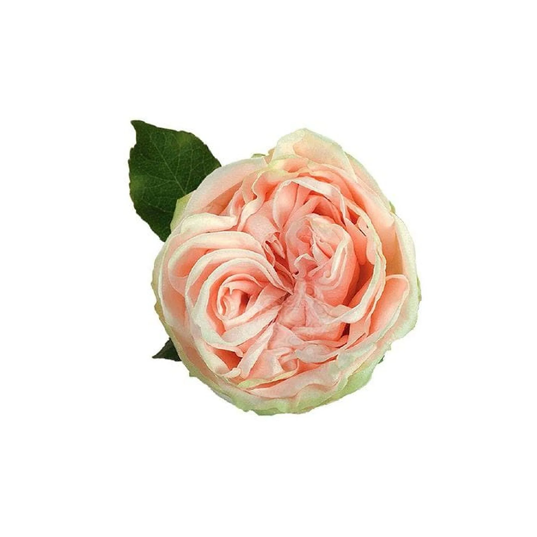 Close-up of a pink rose with green leaves against a white background.
