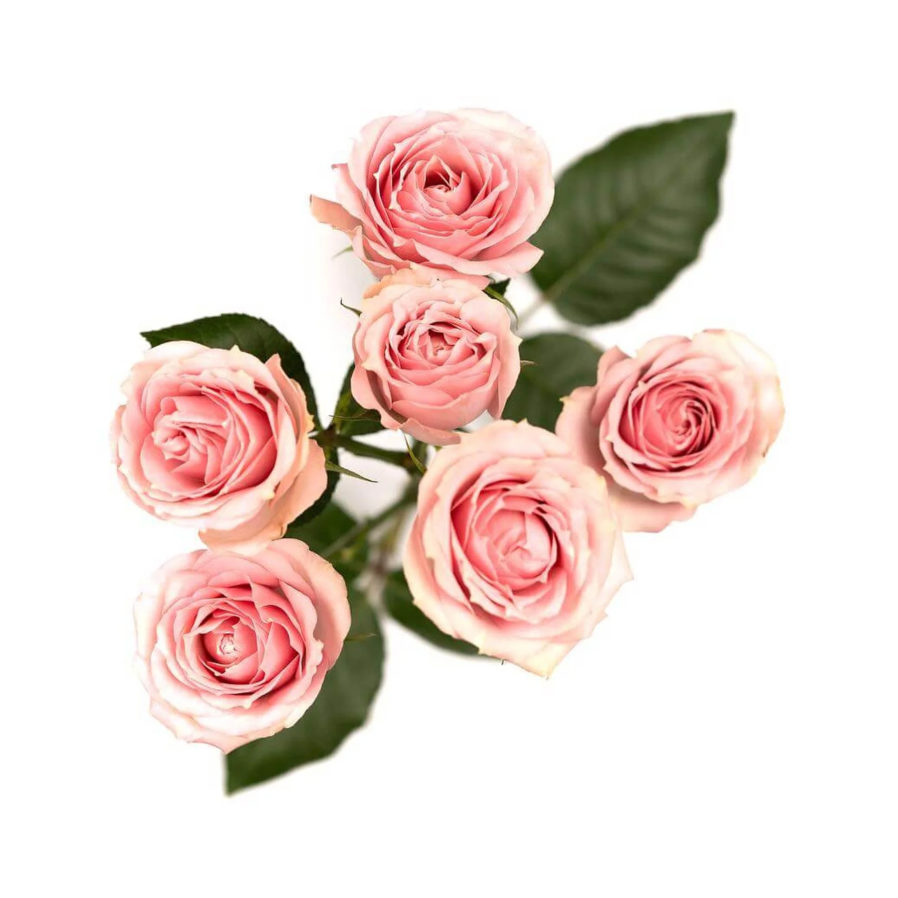 Pink roses with green leaves against a white background.