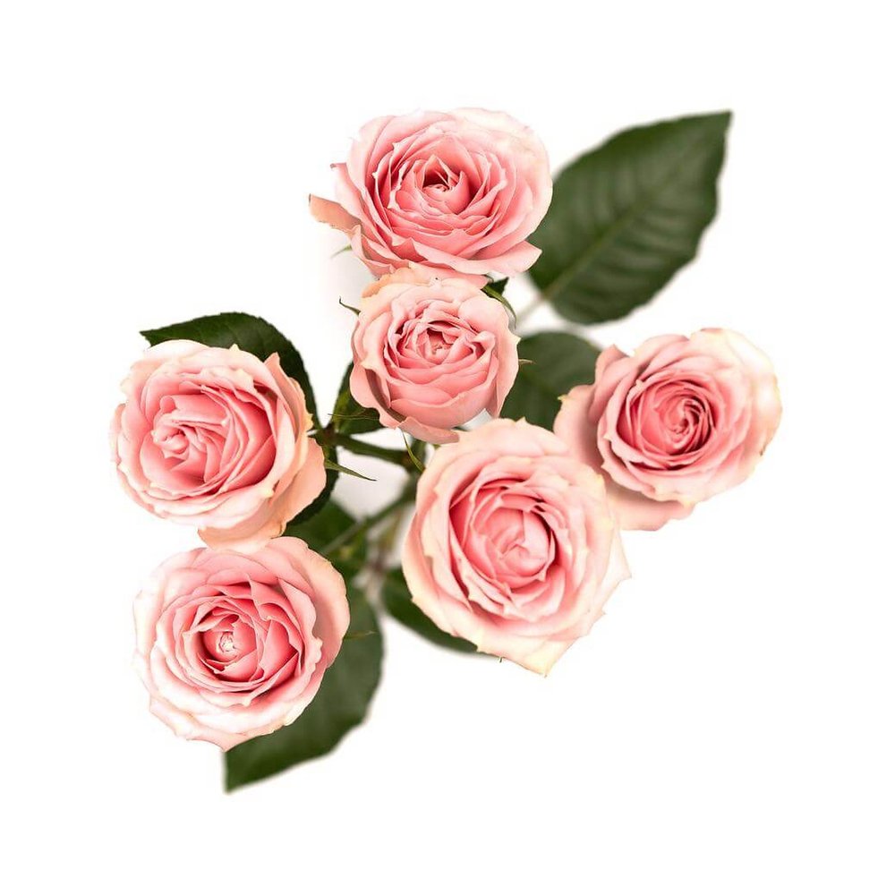 Pink Irischka rose