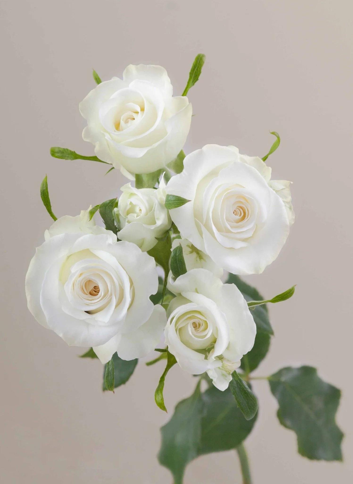 A bouquet of white roses with green leaves on a light, neutral background.
