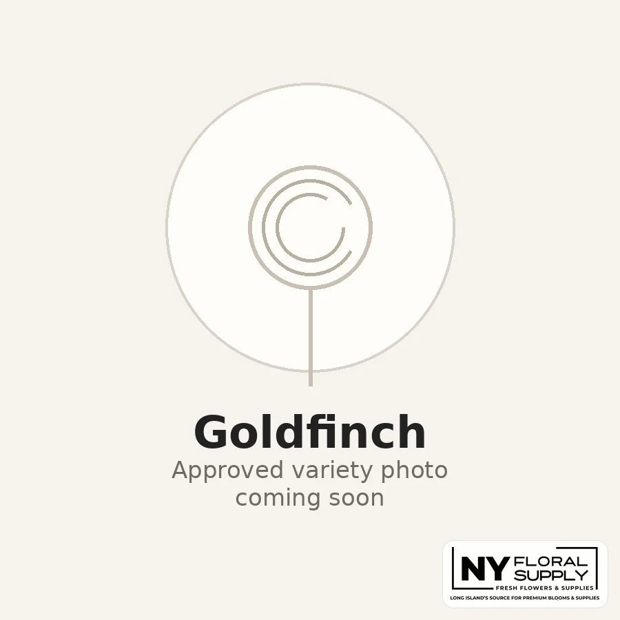 goldfinch.jpg