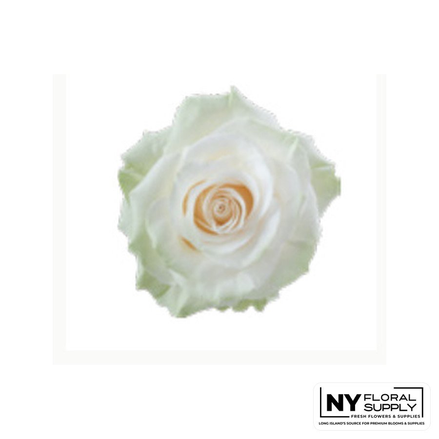 Mondial rose