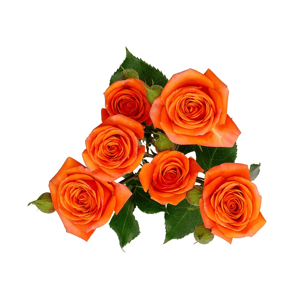 Orange Babe rose