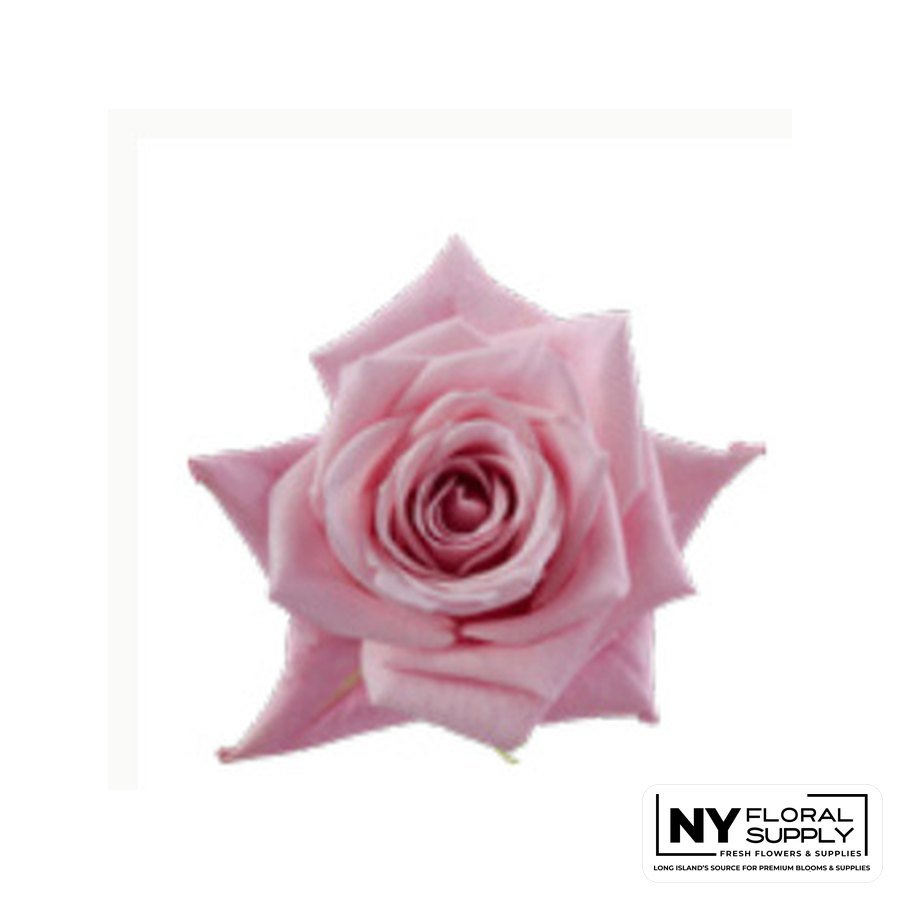 Hot Escimo rose