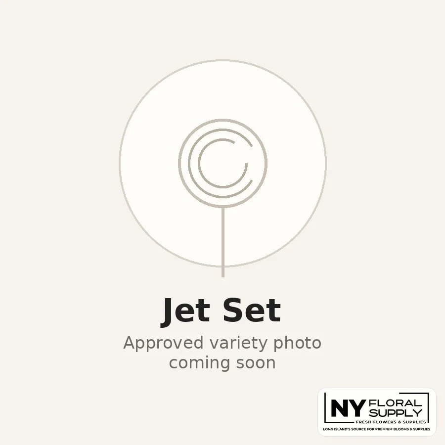 jet-set.jpg