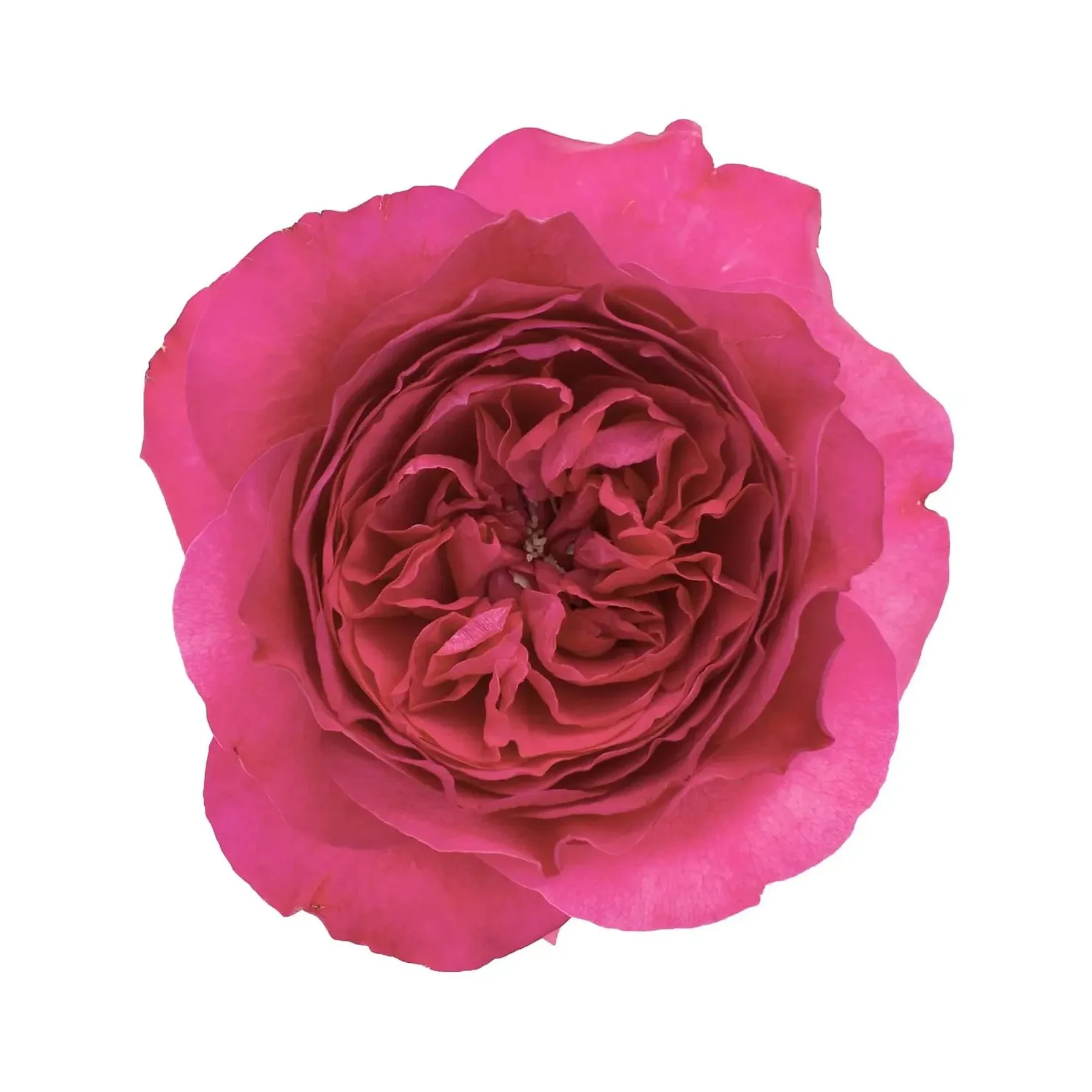 Close-up of a pink rose with detailed petals on a white background.