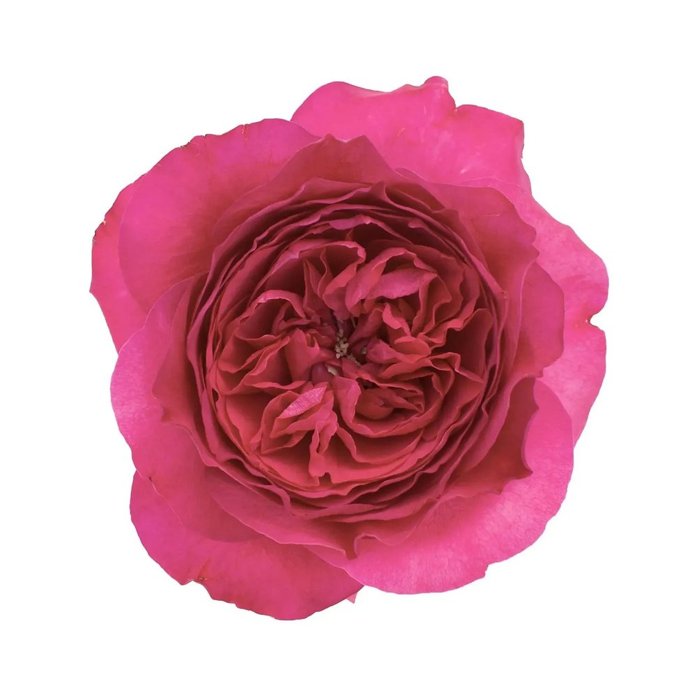 Capability rose