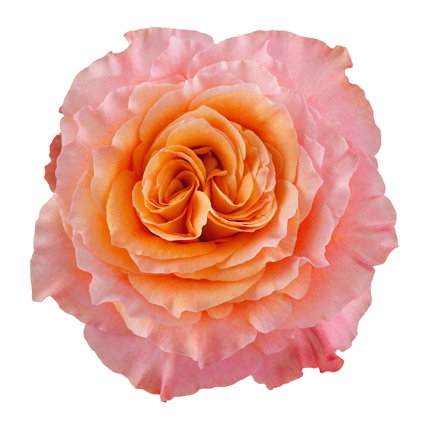Close-up of a fully bloomed pink and peach garden rose flower on a white background.