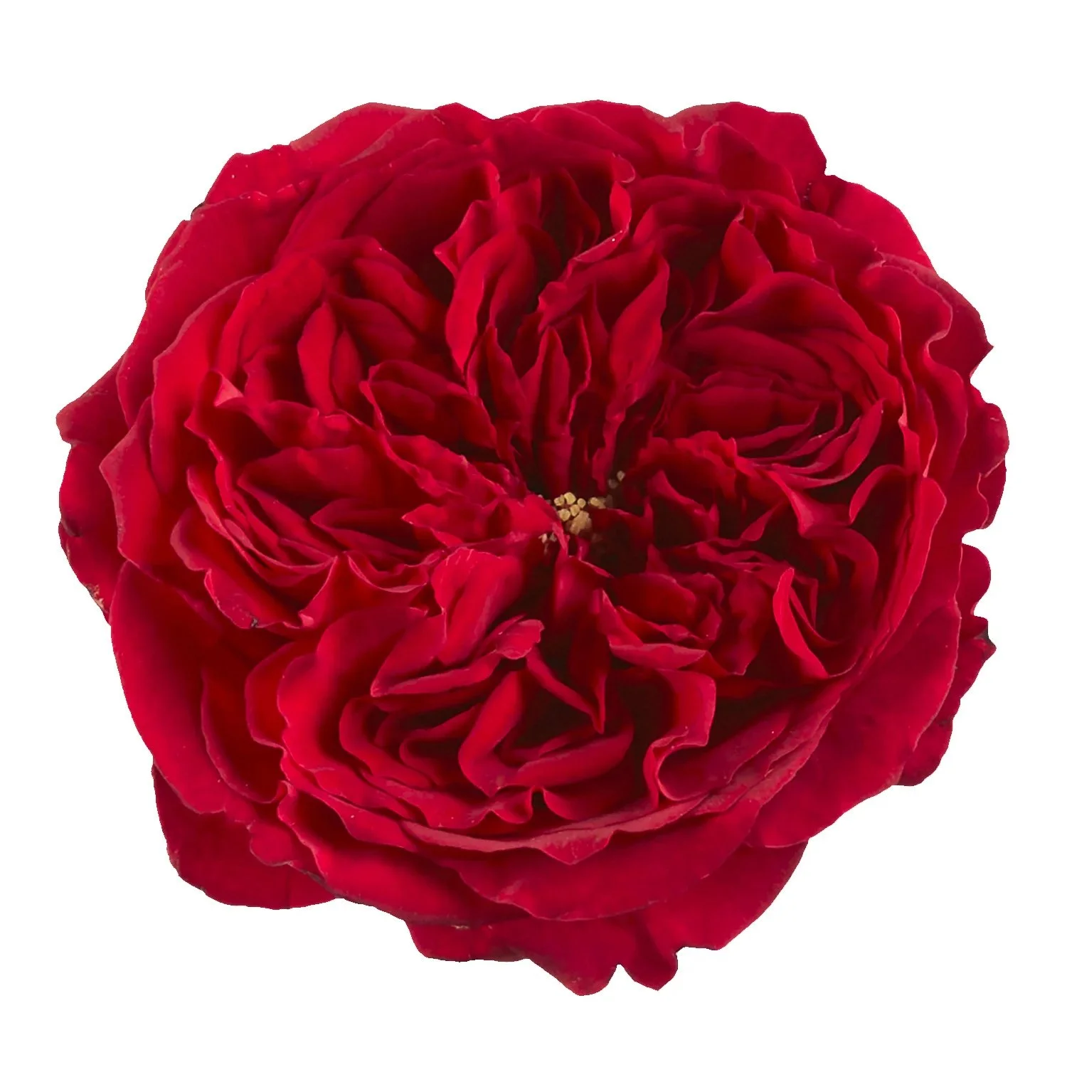 Close-up of a red, fully bloomed rose with detailed petals.