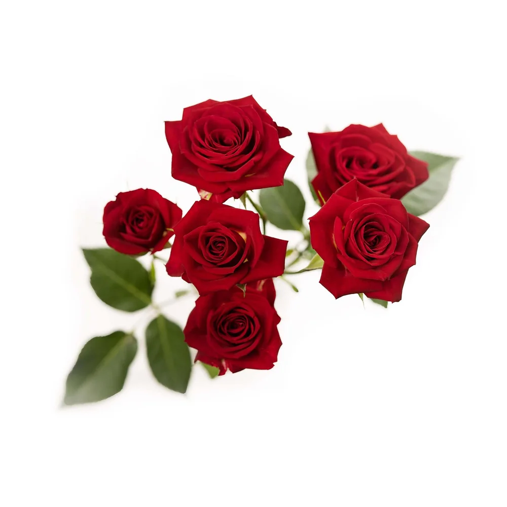 Brilliant Red rose