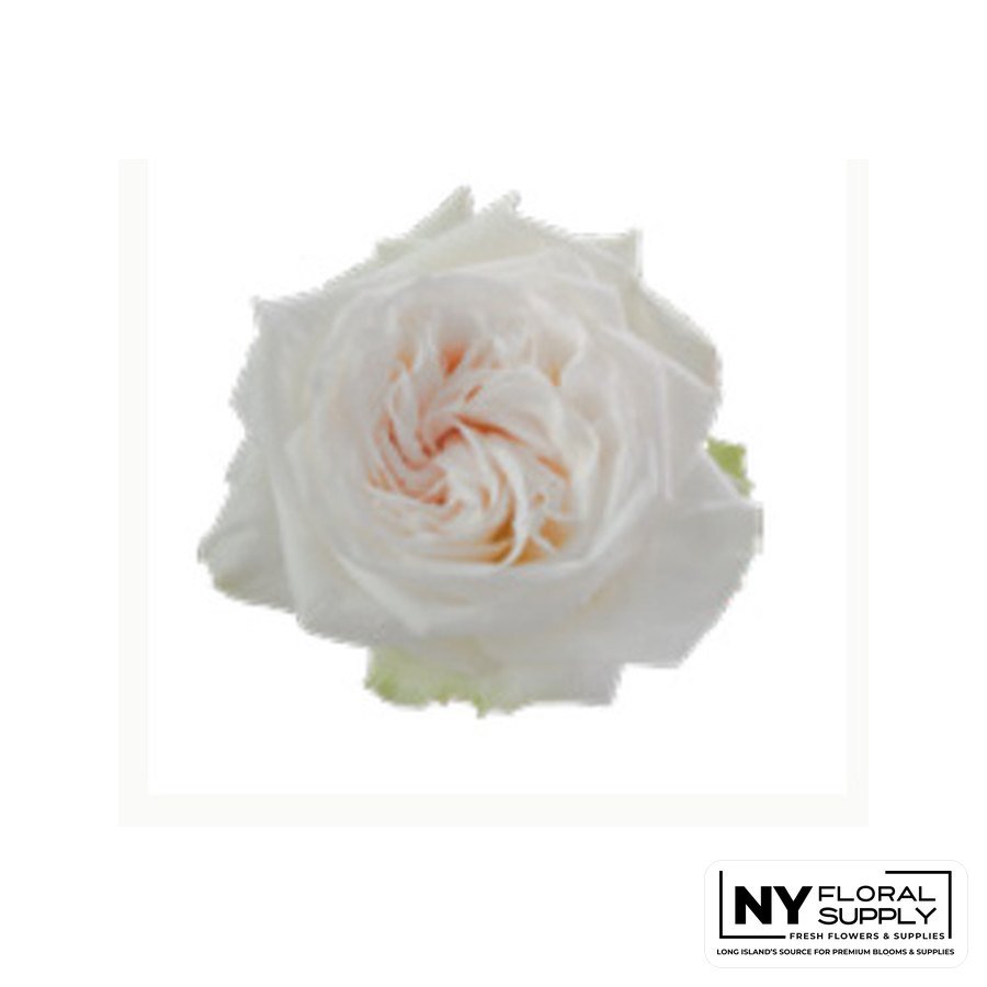 White O'Hara rose