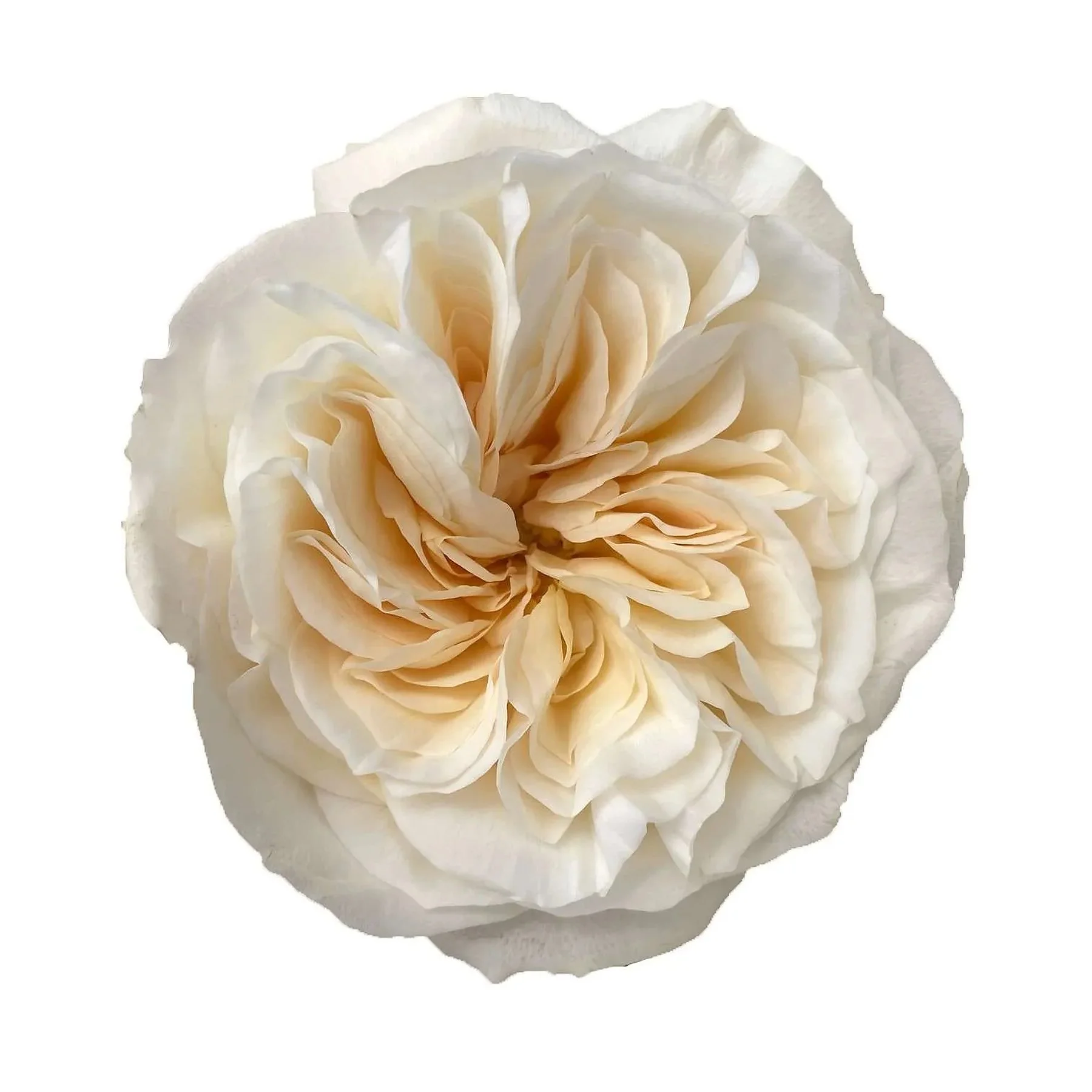 A close-up view of a cream-colored, fully bloomed rose flower with delicate, layered petals against a white background.
