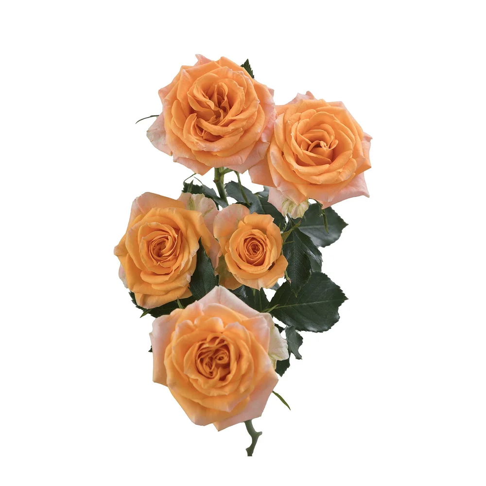 Aureus rose