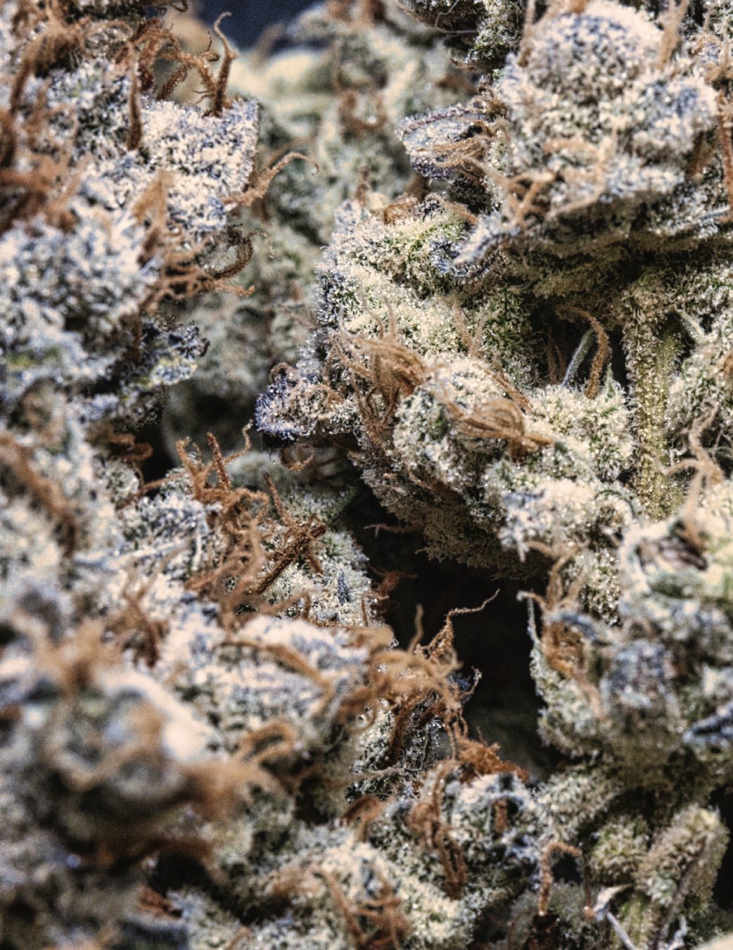close nug half L.jpg