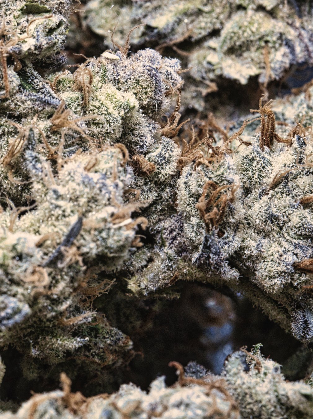 close nugs half R.jpg