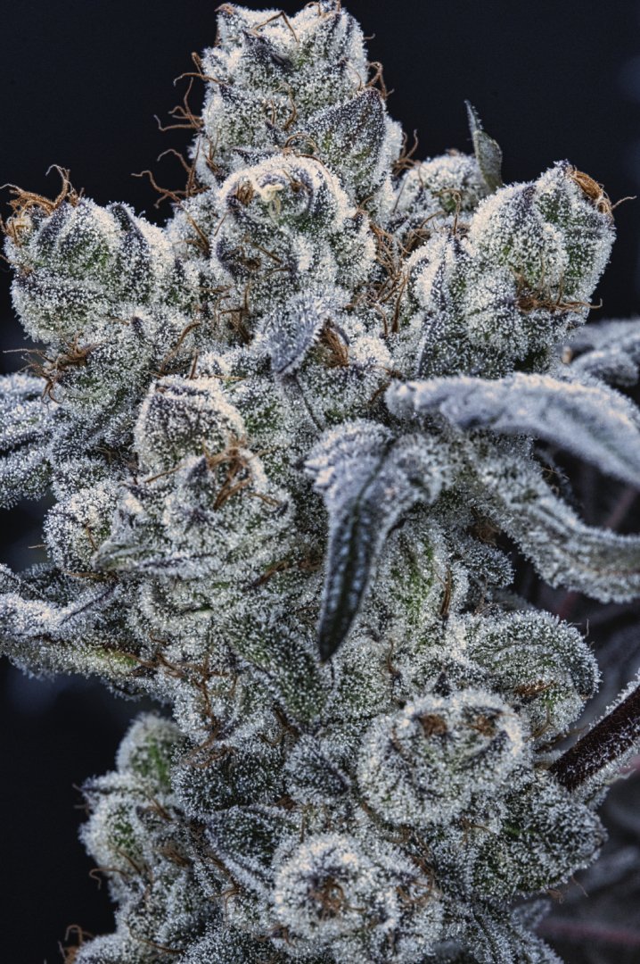 dantesinferno 7 frost monster grape gas