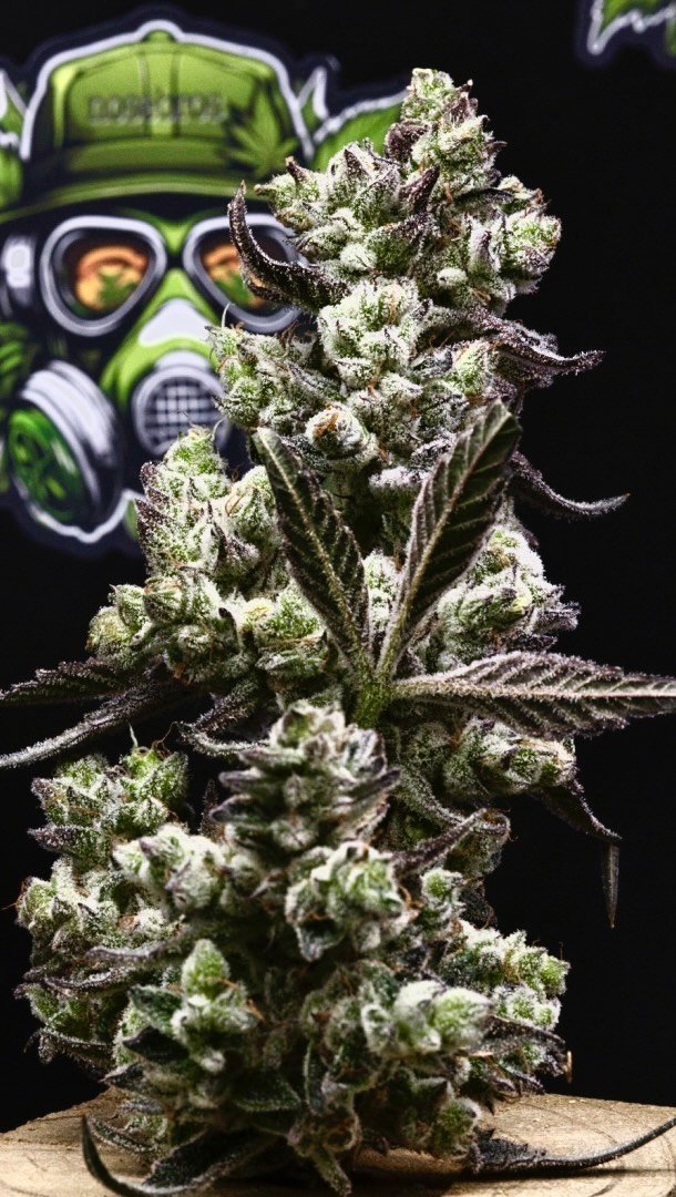 What a paradise! The garden is my heaven and when I take my last breath it’s where you will find me. I’m not perfect but I try my best to be kind ,considerate and helpful. #ironsharpensiron #dank #headies #trichomehunters #thenoseknows #l