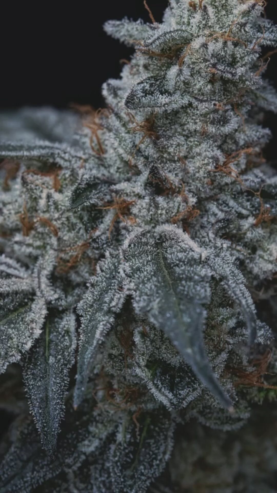 Build your empire with fire. www.empyregenetics.com
#pollenchucking #breeding #macroshots #nikonz7 #sacredplantmedicine #terphunting #frostrails #phenohunter