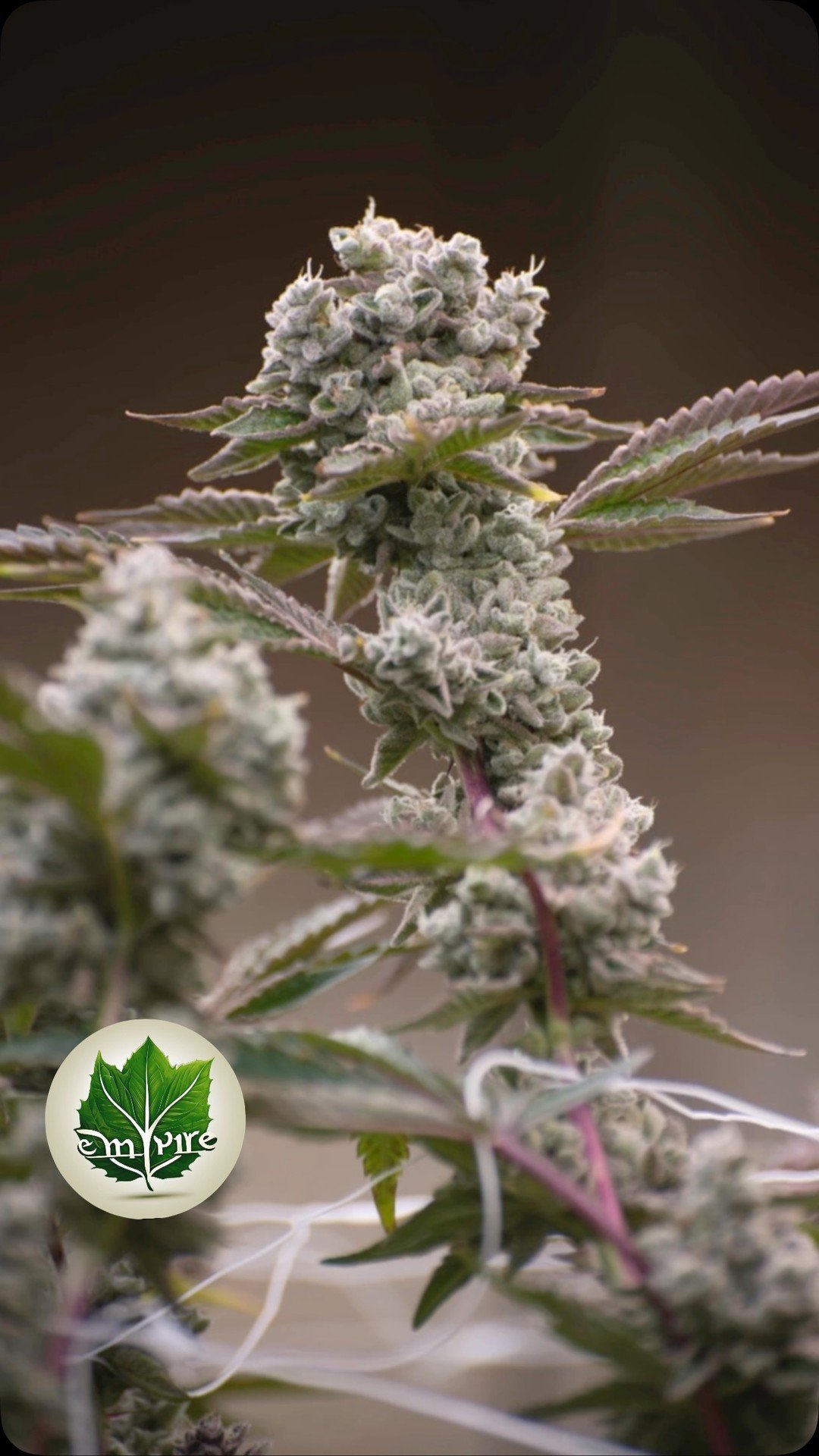 The more I grow the more I learn… that I don’t know everything about growing! #nikonzoomlense
#organic #funkyflowers #allgasnobrakes #nikonman #trichomehunter