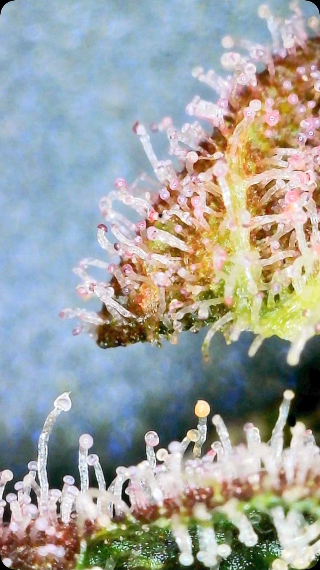 Build an EMPYRE one fire at a time!
www.empyregenetics.com
#exoticseeds #flavorchaser #noseknows organic @bokashiearthworks #wateronly #notilorganic #fucksprayedweed